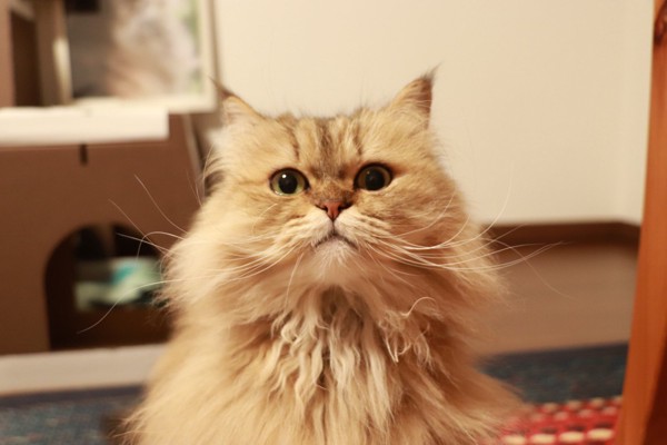 猫 ペルシャ ファーファの写真