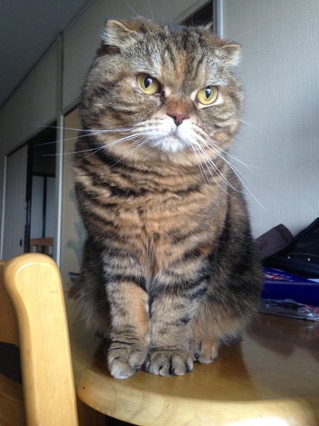 猫 スコティッシュストレート ウナの写真