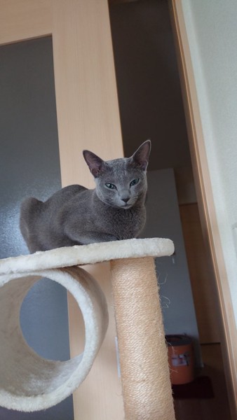 猫 ロシアンブルー リーニャンの写真