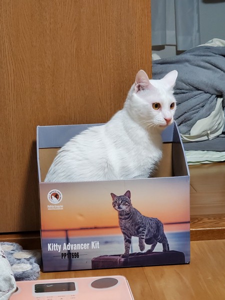 猫 白猫 コナンの写真