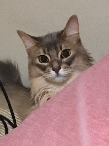 猫 ソマリ モナの写真