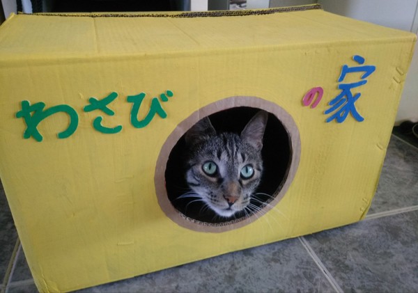 猫 ヨーロピアンショートヘア ワサビの写真