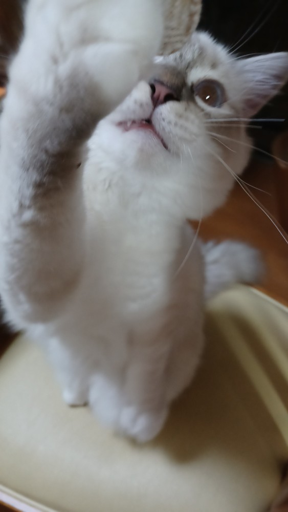 猫 バーマン ソラの写真
