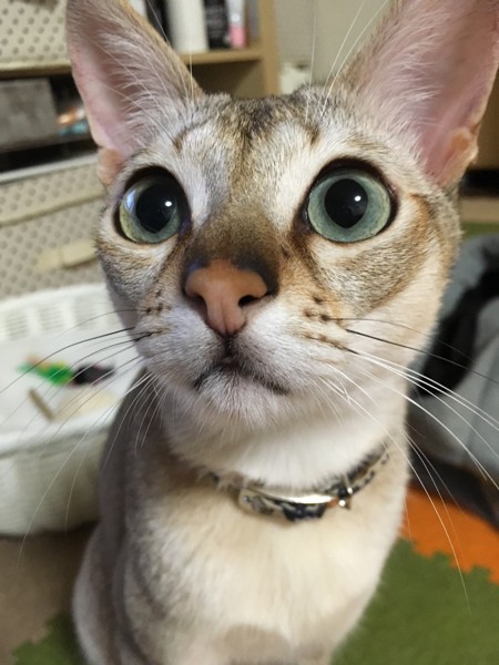 猫 シンガプーラ ジヨンの写真