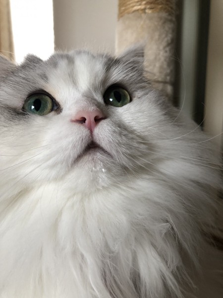 猫 サイベリアン マミの写真