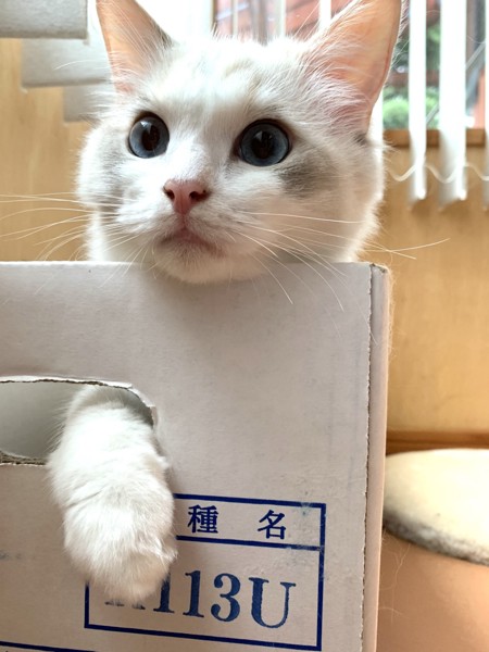 猫 ラグドール ぽぽ  の写真