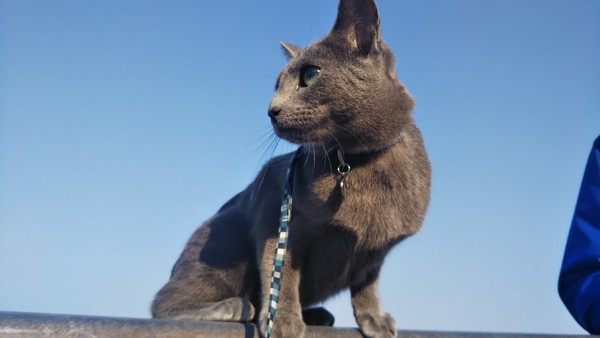 猫 ロシアンブルー ロシアの写真