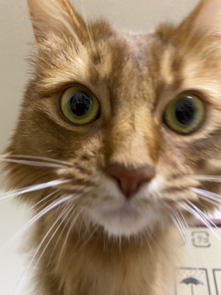 猫 ソマリ レックスの写真