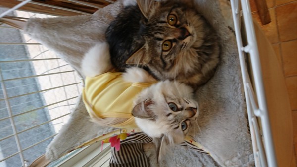 猫 シャムトラとキジトラ ハニとティナの写真