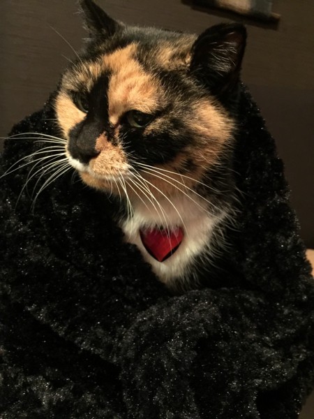 黒い毛布に包まっている猫