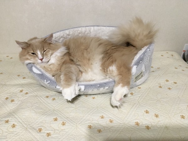 猫 メインクーン ソラバロンの写真