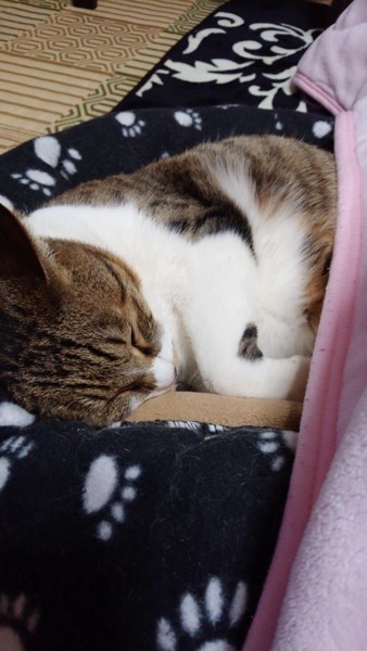 猫 日本猫 モモ太郎の写真
