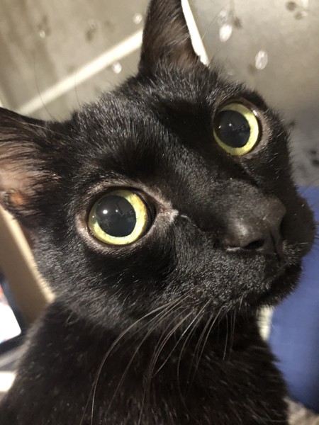 猫 黒猫 ルイの写真