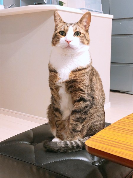猫 キジシロ ベルの写真