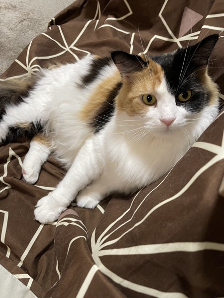 猫 メインクーン サラの写真