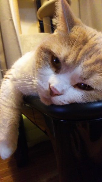 猫 ブリティッシュショートヘア ブリの写真