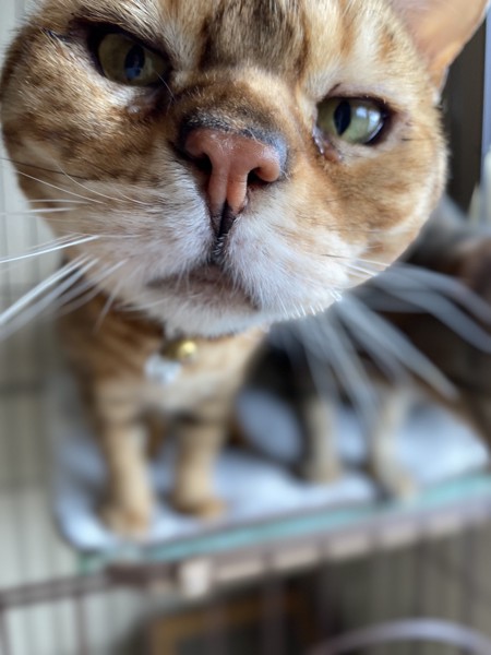 猫 ベンガル 利休の写真
