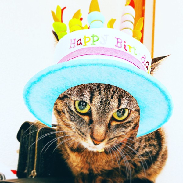 猫 アメリカンリングテイル ミーコの写真