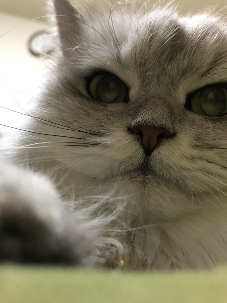 猫 チンチラペルシャ アオの写真