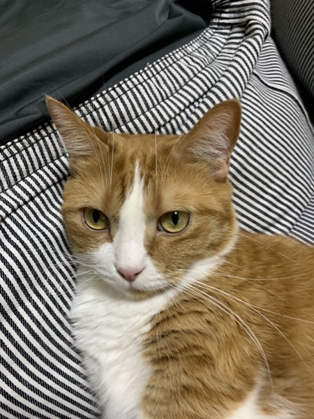 猫 マンチカン チャーの写真
