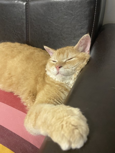 猫 セルカークレックス ルポの写真
