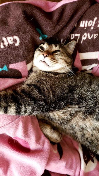猫 サバトラ ヨリの写真