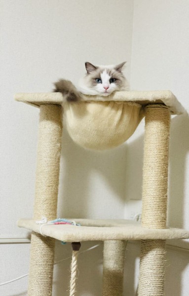 猫 ラグドール ルチアの写真