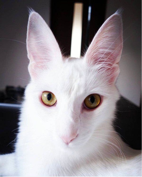 猫 ターキッシュアンゴラ JUPITERの写真