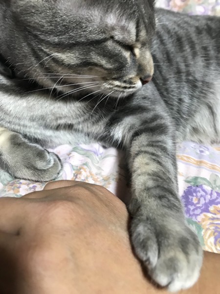 猫 ベンガル 琥珀«こはく»の写真