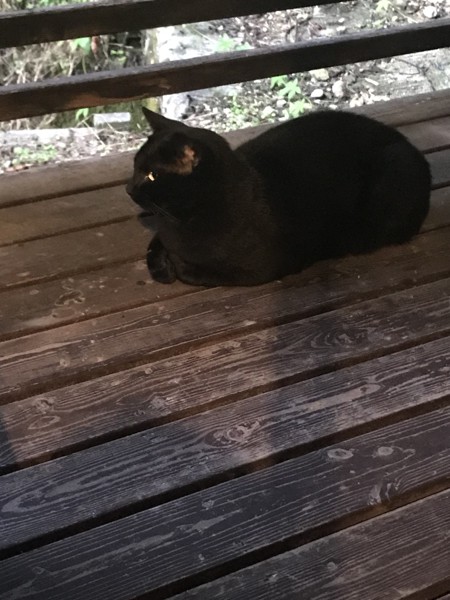 猫 黒猫 ジジの写真