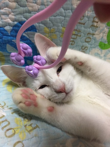 猫 白猫 レオの写真