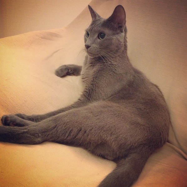 猫 ロシアンブルー ルークの写真
