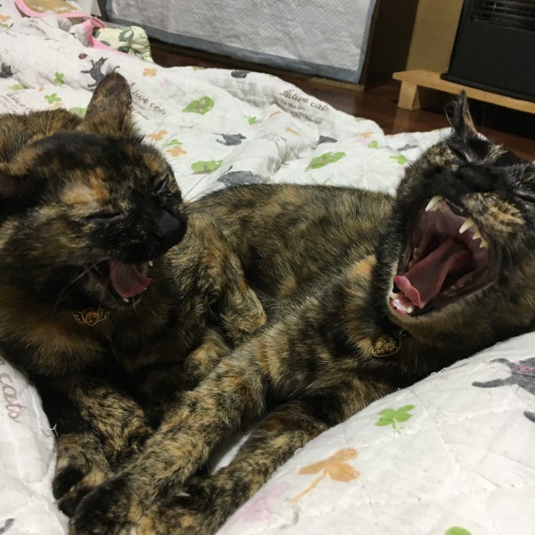 猫 サビ猫 母親と娘の写真