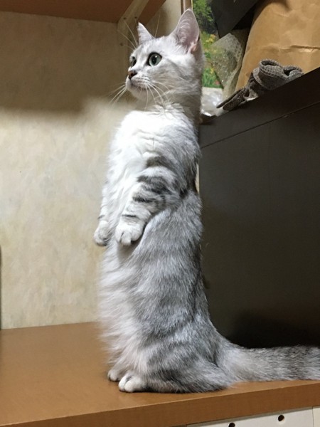 猫 マンチカン ビビの写真