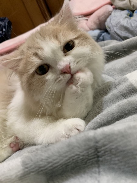 猫 ブリティッシュロングヘア フェイの写真