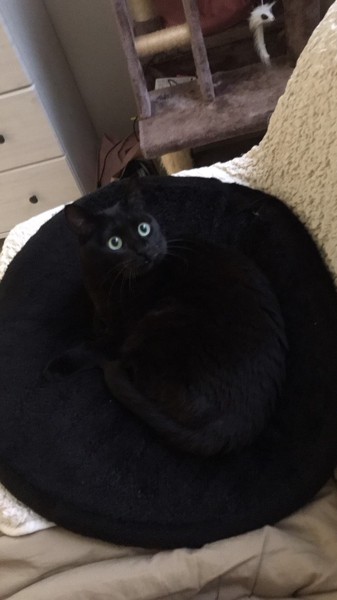 猫 黒猫 ピノの写真