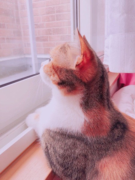 猫 スコティッシュストレート みゅぅの写真