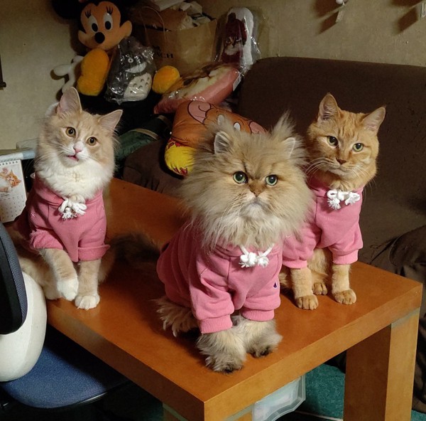 猫 日本猫　チンチラ　ノルエージャン 小太郎&茶太郎&レオの写真
