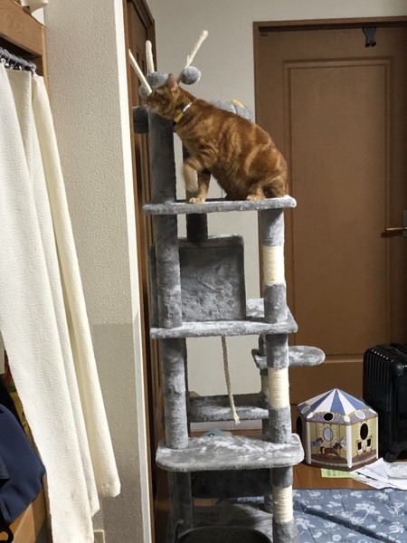 猫 アメリカンショートヘア ライニャンの写真