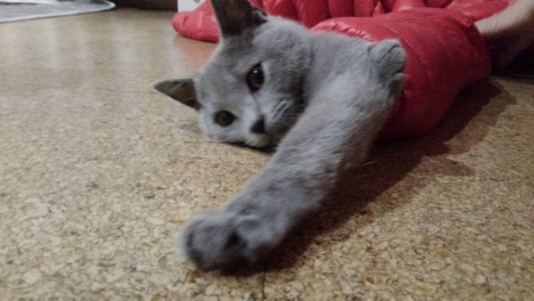 猫 シャルトリュー 福の写真
