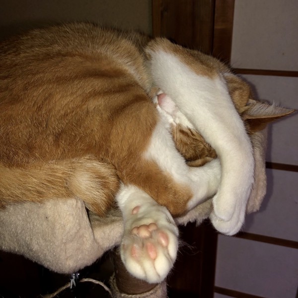 猫 茶白トラ ミーちゃんの写真
