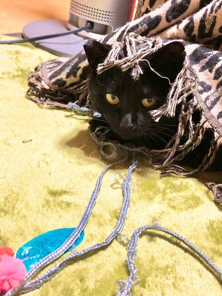 猫 黒猫 ククの写真