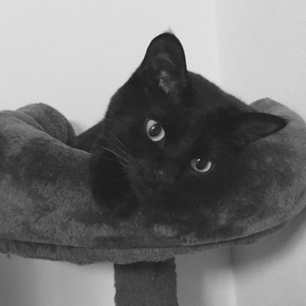 猫 黒猫 チロルの写真