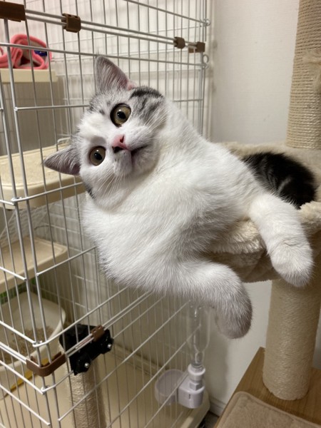 猫 アメリカンショートヘア アポロンの写真