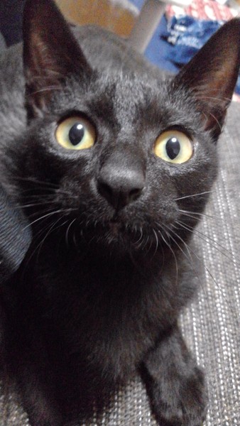 猫 黒猫 わさびの写真