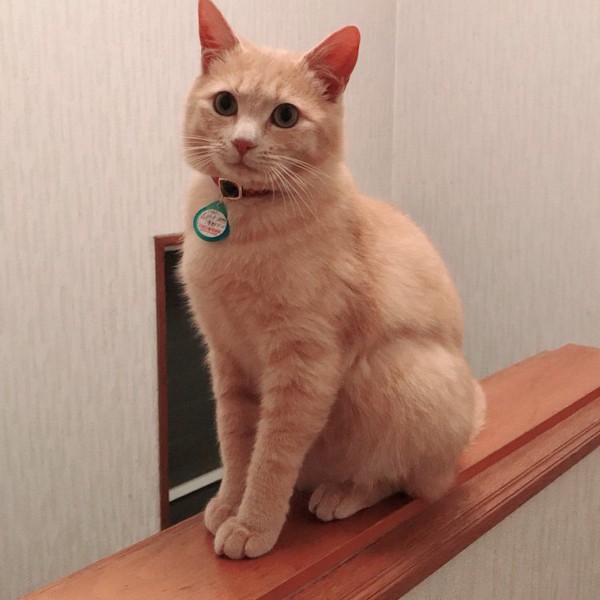 猫 ミックス ダンボの写真