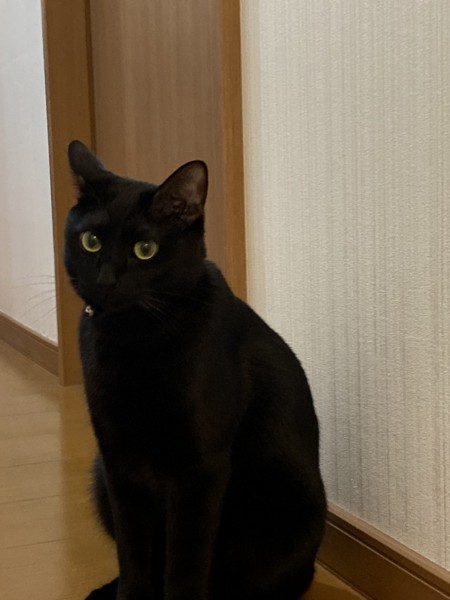 猫 黒猫 フクの写真