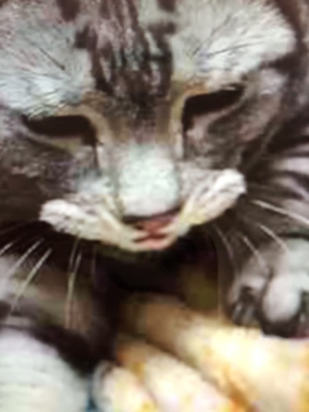 猫 アメリカンショートヘア シイの写真