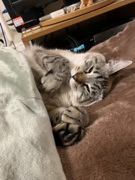 布団を掛けて寝る猫