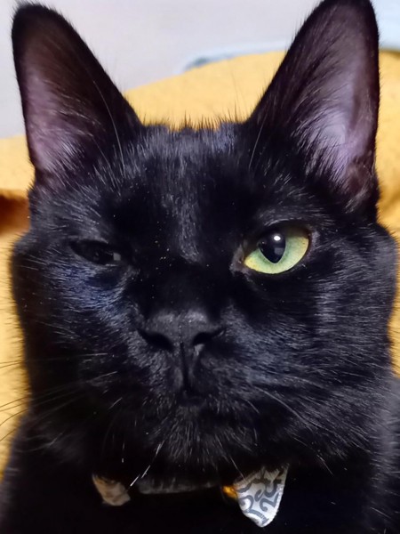 猫 黒猫 白ちゃんの写真